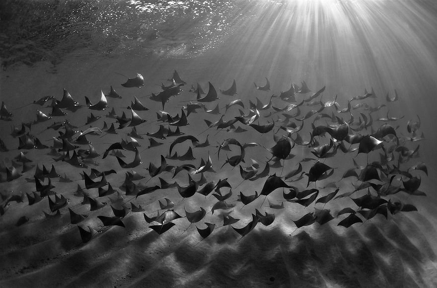 loat-anh-duoi-nuoc-dep-den-nghet-tho-trong-cuoc-thi-anh-underwater-photographer-of-the-year-2018