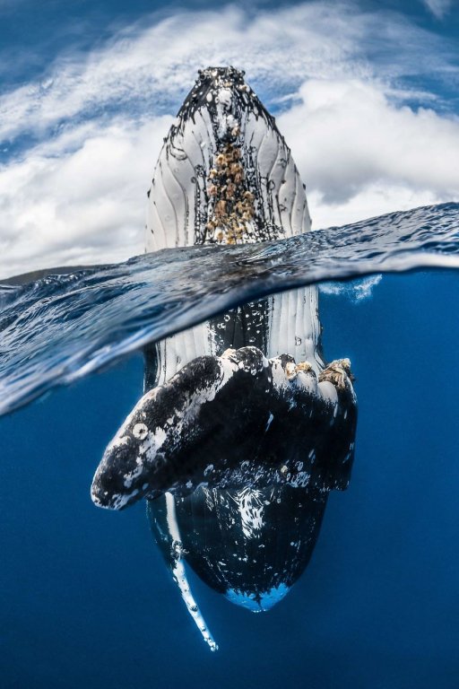 loat-anh-duoi-nuoc-dep-den-nghet-tho-trong-cuoc-thi-anh-underwater-photographer-of-the-year-2018