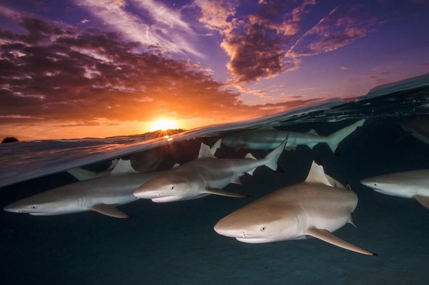 loat-anh-duoi-nuoc-dep-den-nghet-tho-trong-cuoc-thi-anh-underwater-photographer-of-the-year-2018