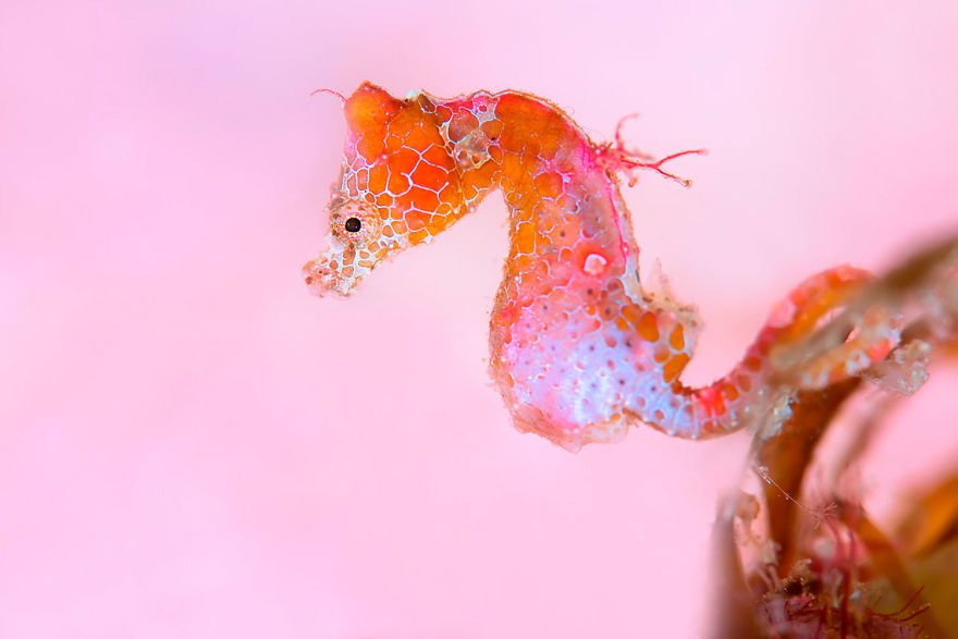 loat-anh-duoi-nuoc-dep-den-nghet-tho-trong-cuoc-thi-anh-underwater-photographer-of-the-year-2018