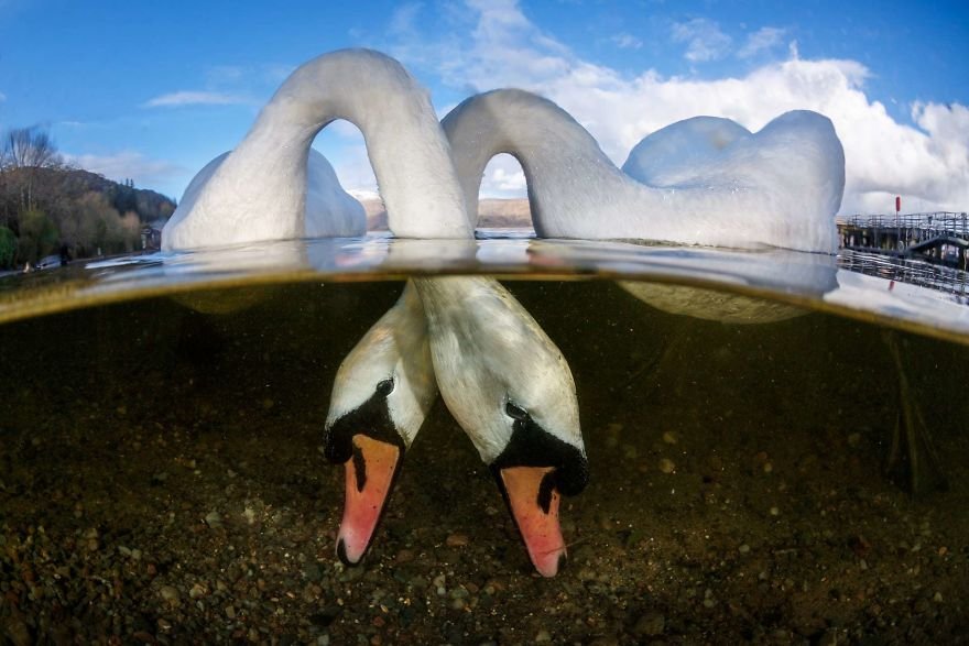 loat-anh-duoi-nuoc-dep-den-nghet-tho-trong-cuoc-thi-anh-underwater-photographer-of-the-year-2018