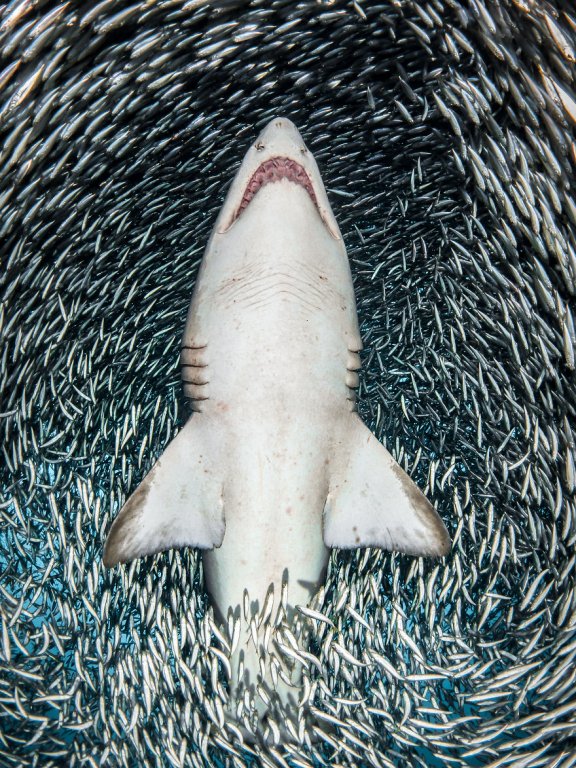 loat-anh-duoi-nuoc-dep-den-nghet-tho-trong-cuoc-thi-anh-underwater-photographer-of-the-year-2018