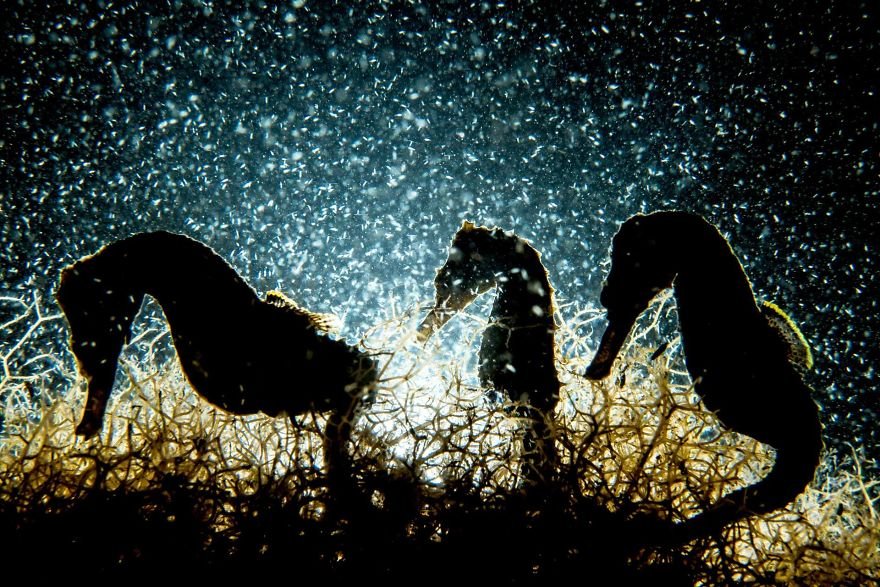loat-anh-duoi-nuoc-dep-den-nghet-tho-trong-cuoc-thi-anh-underwater-photographer-of-the-year-2018
