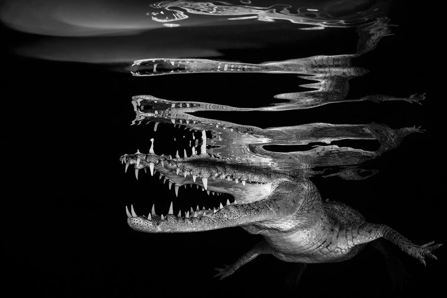 loat-anh-duoi-nuoc-dep-den-nghet-tho-trong-cuoc-thi-anh-underwater-photographer-of-the-year-2018