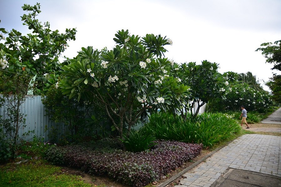 can-canh-du-an-khu-du-lich-ven-bien-170000m2-giam-chan-tai-cho-bi-chinh-quyen-da-nang-thu-hoi