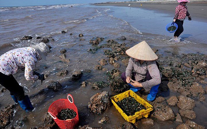 Ảnh: Săn hàu son thu tiền triệu mỗi ngày