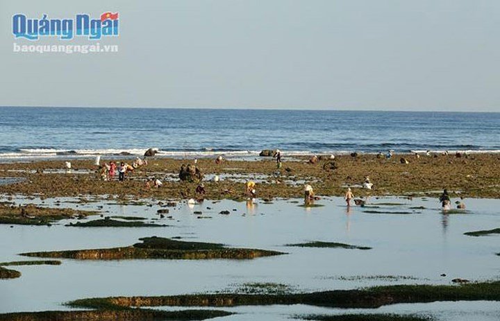 Ảnh: Săn hàu son thu tiền triệu mỗi ngày
