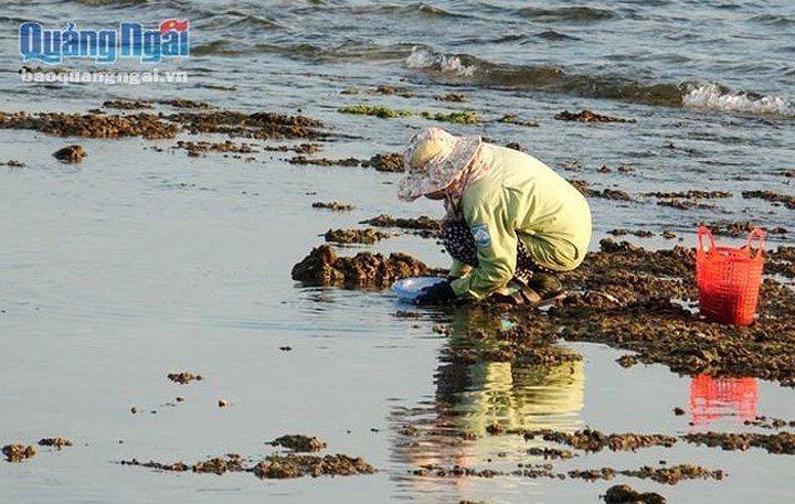 Ảnh: Săn hàu son thu tiền triệu mỗi ngày