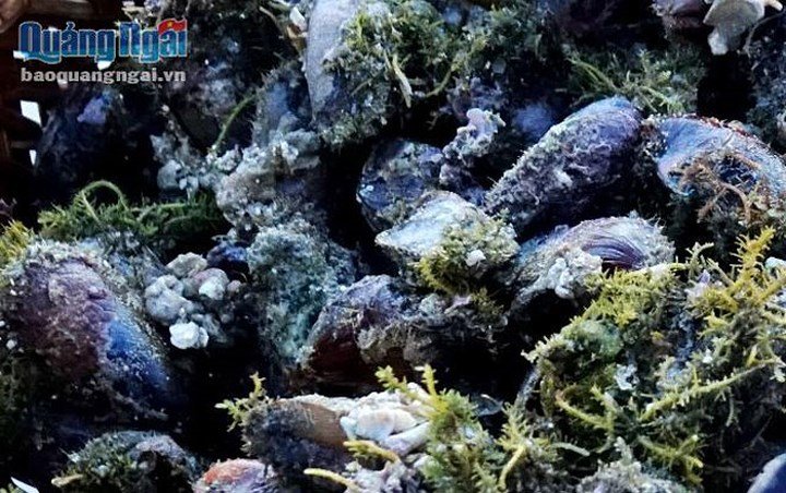 Ảnh: Săn hàu son thu tiền triệu mỗi ngày