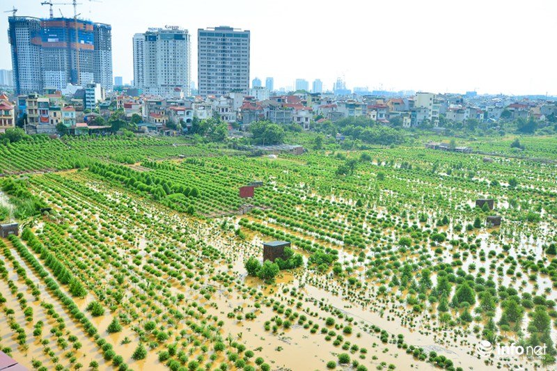 Nước sông Hồng dâng cao nhấn chìm hàng nghìn gốc đào Nhật Tân