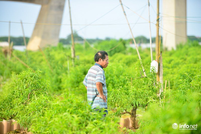 Nước sông Hồng dâng cao nhấn chìm hàng nghìn gốc đào Nhật Tân