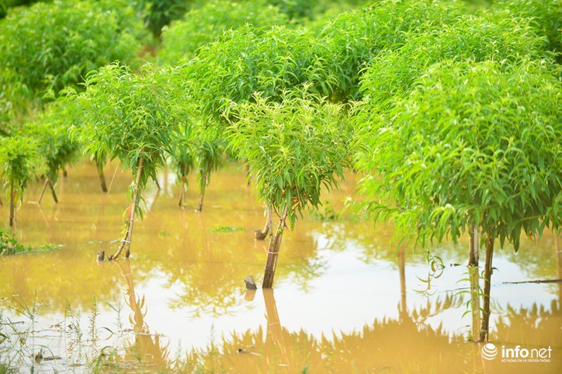 Nước sông Hồng dâng cao nhấn chìm hàng nghìn gốc đào Nhật Tân