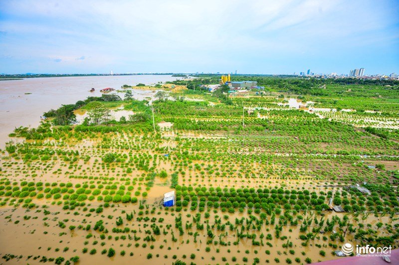 Nước sông Hồng dâng cao nhấn chìm hàng nghìn gốc đào Nhật Tân