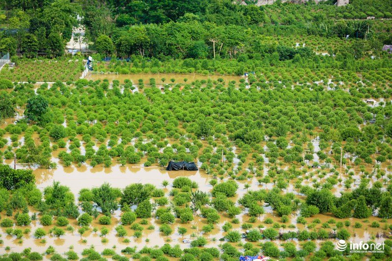 Nước sông Hồng dâng cao nhấn chìm hàng nghìn gốc đào Nhật Tân