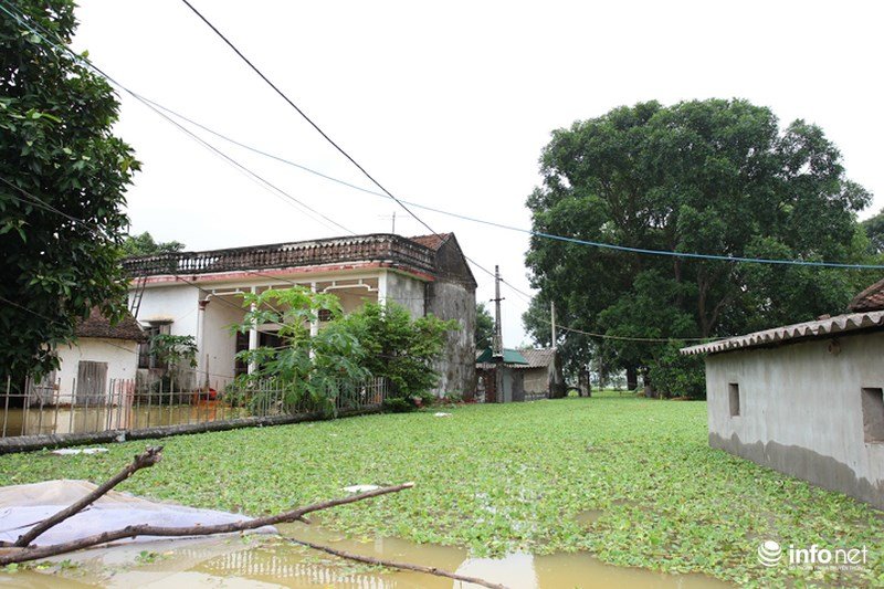 Sau hơn 1 ngày vỡ đê, dân Chương Mỹ vẫn ngụp lặn trong biển nước