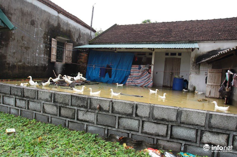 Sau hơn 1 ngày vỡ đê, dân Chương Mỹ vẫn ngụp lặn trong biển nước