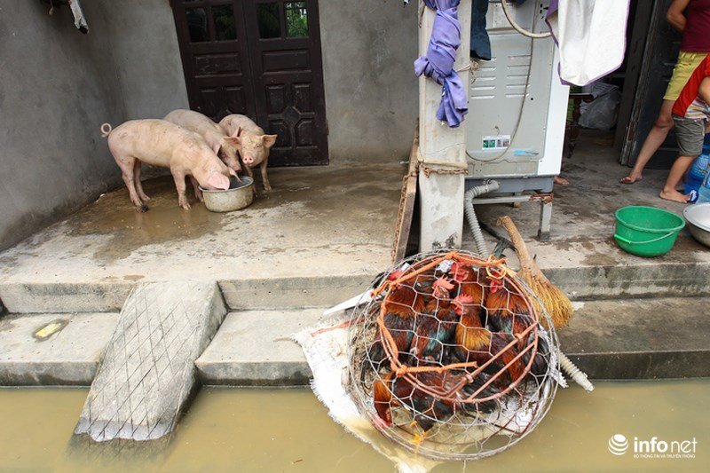 Sau hơn 1 ngày vỡ đê, dân Chương Mỹ vẫn ngụp lặn trong biển nước