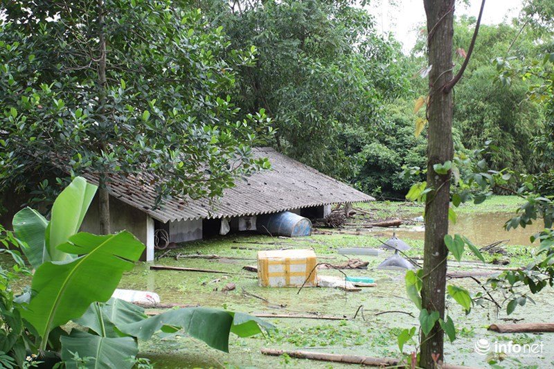 Sau hơn 1 ngày vỡ đê, dân Chương Mỹ vẫn ngụp lặn trong biển nước