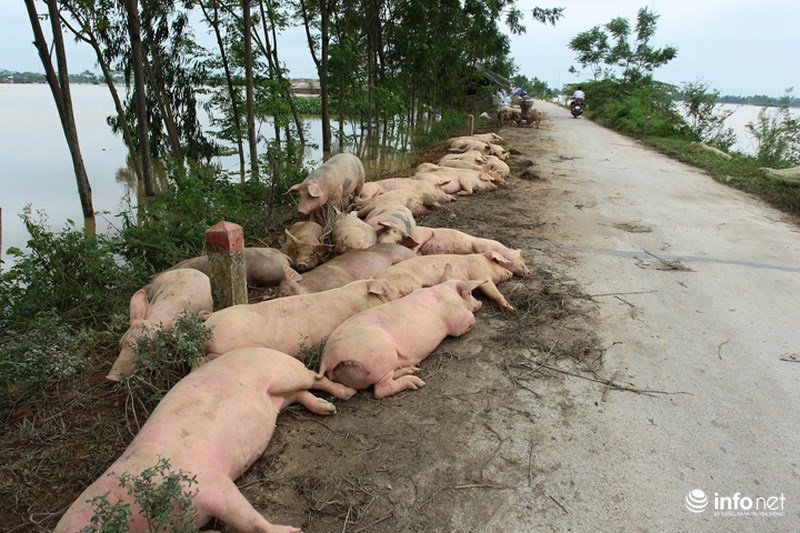 Sau hơn 1 ngày vỡ đê, dân Chương Mỹ vẫn ngụp lặn trong biển nước