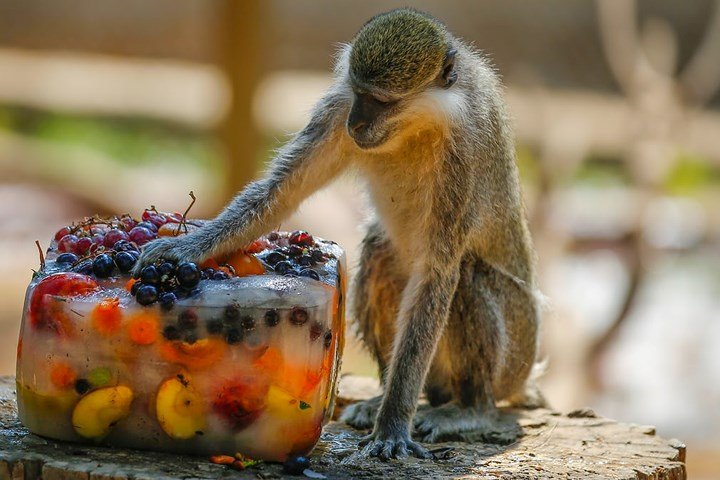 Muôn kiểu hạ nhiệt của người dân châu Âu trong đợt nắng nóng kỷ lục