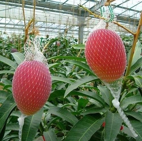 gioi-nha-giau-viet-lai-sot-xinh-xich-voi-xoai-do-nhat-ban-gia-25-trieuqua