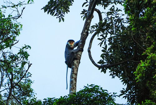 Quảng Nam sẽ mua rừng cho voọc ở