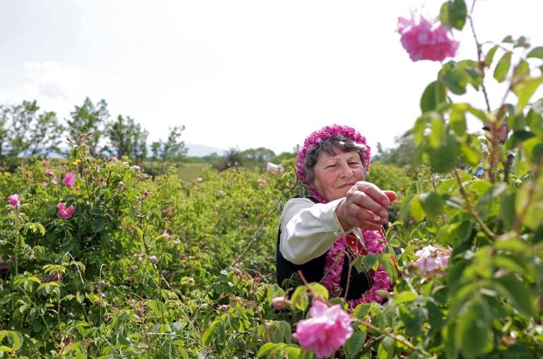 Thung lũng hoa hồng thơ mộng giữa núi đồi Bulgaria