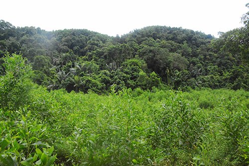 Quảng Nam sẽ mua rừng cho voọc ở