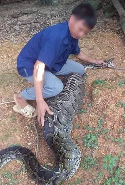 bat-duoc-con-tran-khong-lo-nuot-de-o-nui-lang-son