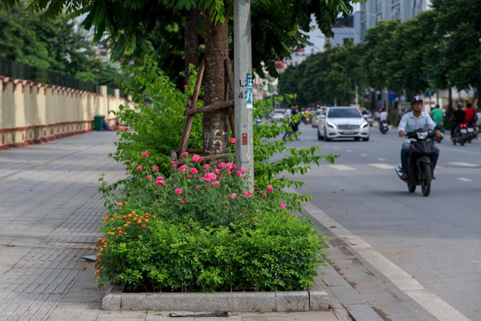 ha-noi-co-mot-con-pho-trong-toan-hoa-hong-dep-den-khong-ngo