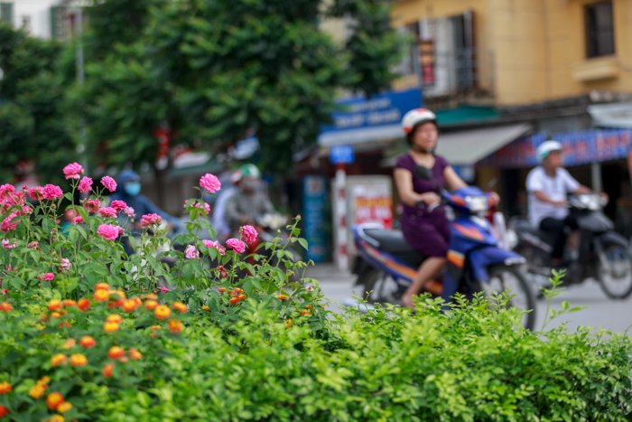 ha-noi-co-mot-con-pho-trong-toan-hoa-hong-dep-den-khong-ngo