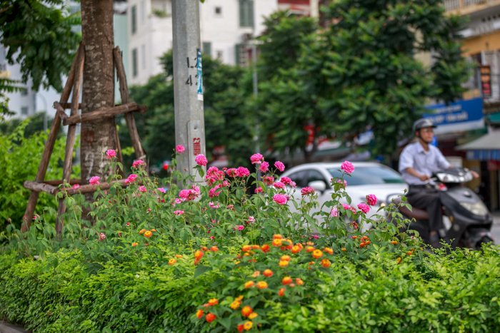 ha-noi-co-mot-con-pho-trong-toan-hoa-hong-dep-den-khong-ngo
