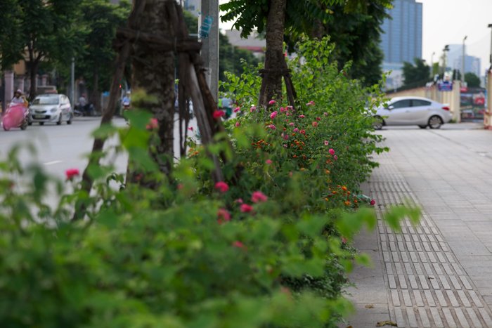 ha-noi-co-mot-con-pho-trong-toan-hoa-hong-dep-den-khong-ngo
