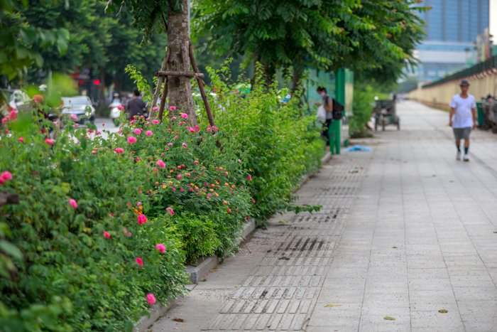 ha-noi-co-mot-con-pho-trong-toan-hoa-hong-dep-den-khong-ngo
