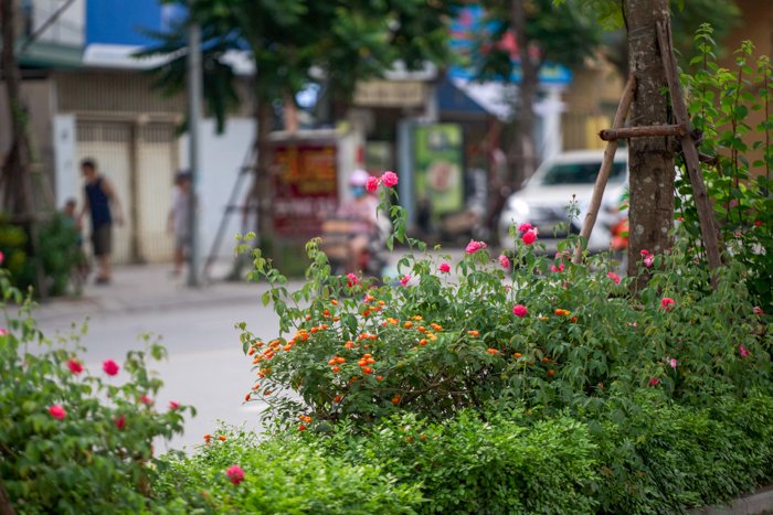 ha-noi-co-mot-con-pho-trong-toan-hoa-hong-dep-den-khong-ngo