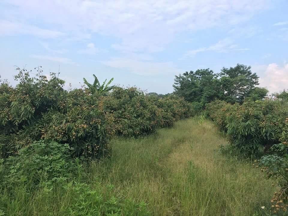can-canh-vuon-nhan-3500-m2-bi-ke-gian-san-phang-mot-thang-chua-tim-ra-thu-pham