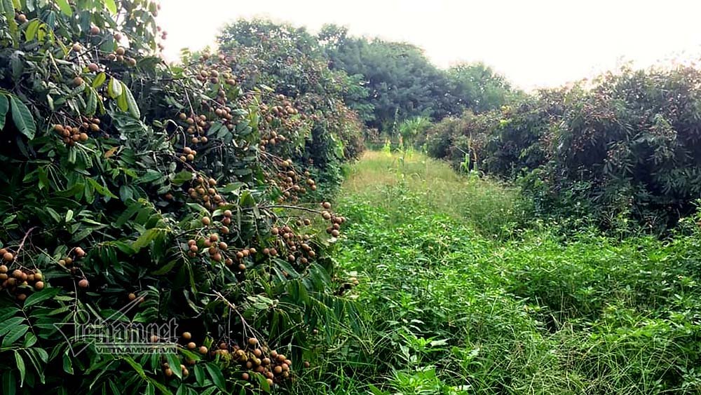 dieu-dung-nhin-vuon-nhan-hon-3000m2-ven-song-hong-bi-ke-la-san-phang