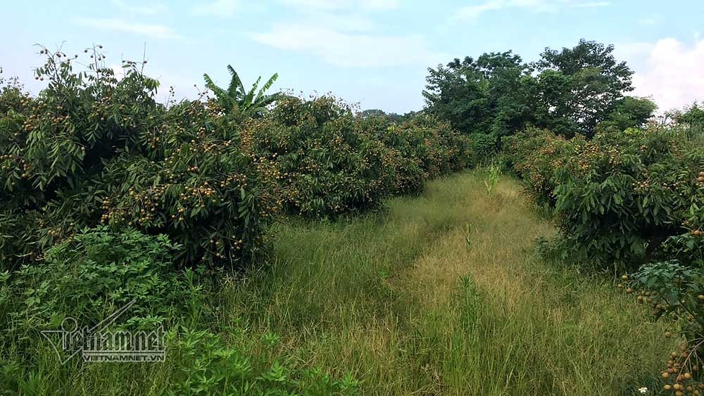 dieu-dung-nhin-vuon-nhan-hon-3000m2-ven-song-hong-bi-ke-la-san-phang