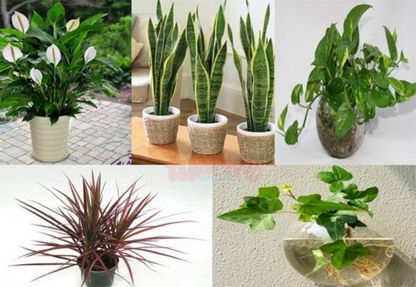 cach-bo-tri-nha-o-theo-phong-thuy-mang-tai-loc-vao-nha