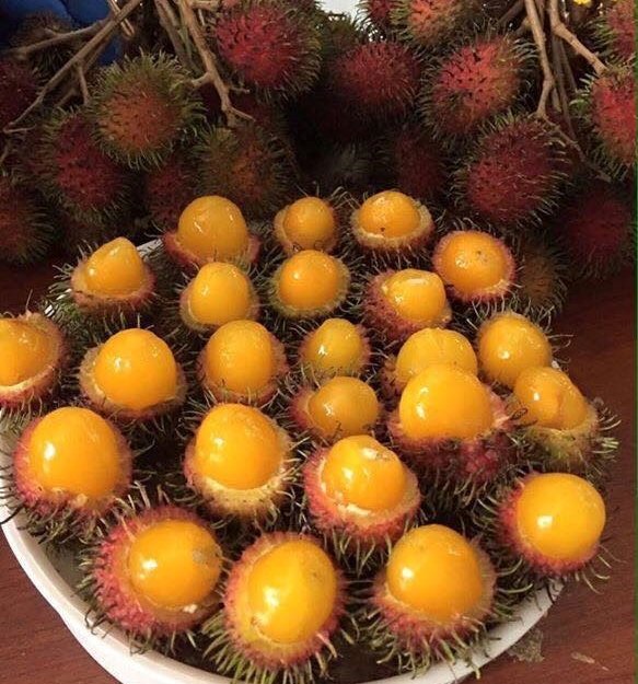 chom-chom-ruot-vang-gia-dat-gap-doi-chi-em-truy-lung