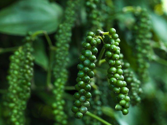 gia-ca-thi-truong-nong-san-hom-nay-208-gia-ca-phe-dau-tuan-gia-tieu