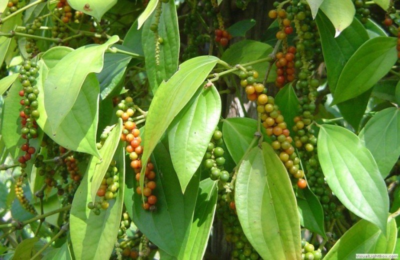 gia-ca-thi-truong-nong-san-hom-nay-228-gia-ca-phe-tang-gia-tieu-giam-1000-dongkg