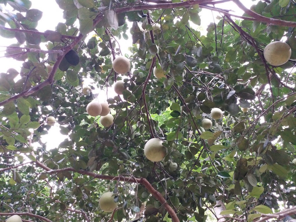 ngam-dac-san-thanh-tra-ngon-nuc-tieng-o-xu-hue