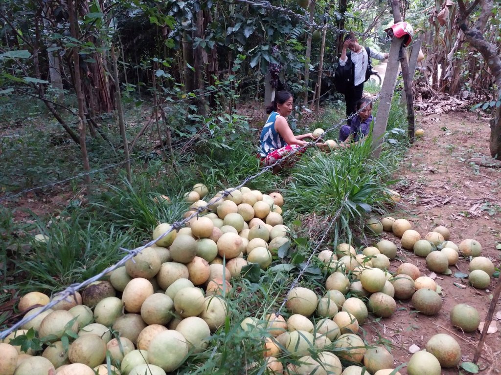 ngam-dac-san-thanh-tra-ngon-nuc-tieng-o-xu-hue