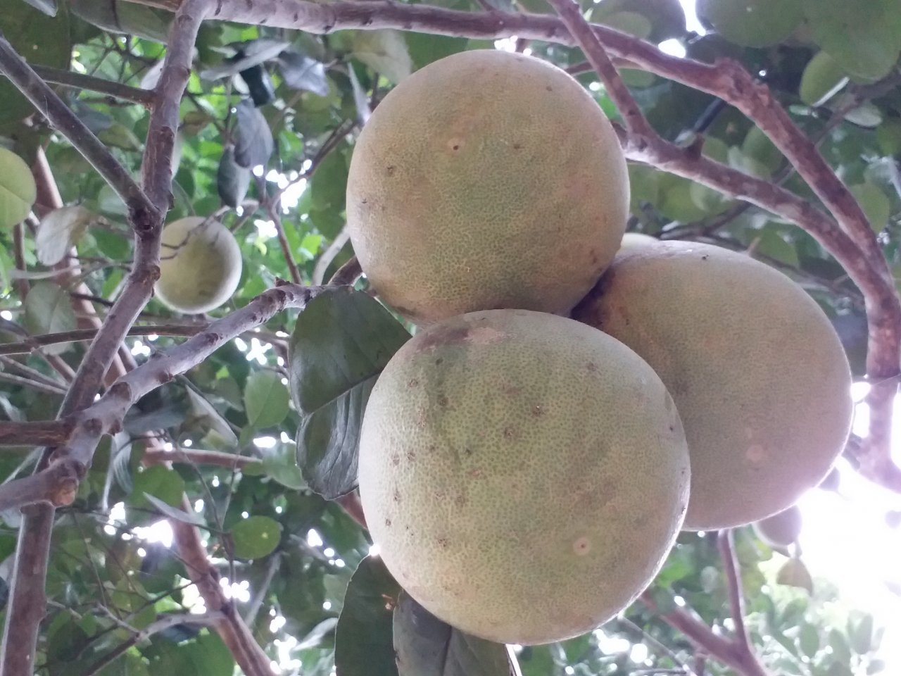 ngam-dac-san-thanh-tra-ngon-nuc-tieng-o-xu-hue
