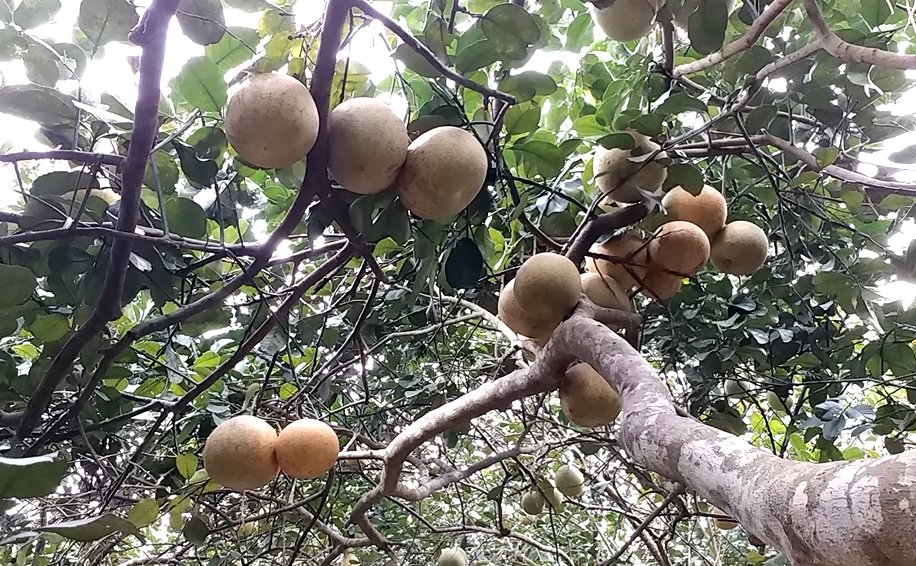 ngam-dac-san-thanh-tra-ngon-nuc-tieng-o-xu-hue
