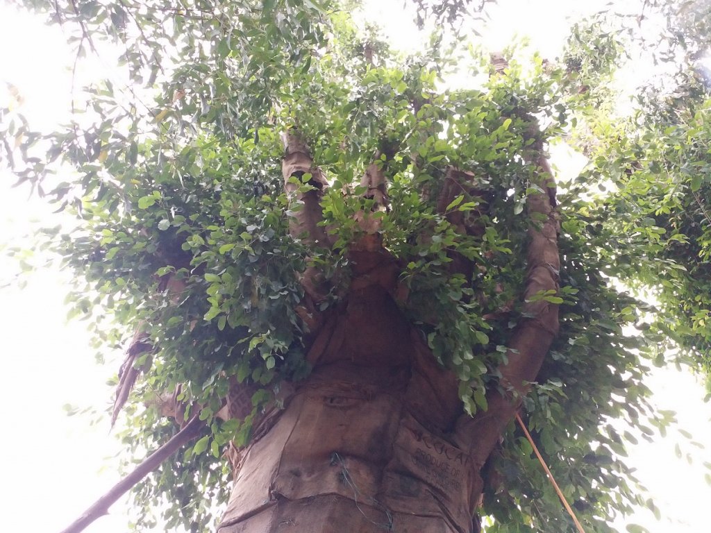 can-canh-ba-cay-da-khung-xum-xue-la-canh-sau-thoi-gian-dai-nam-bat-dong-o-hue