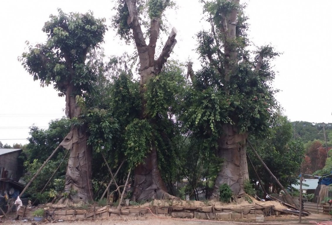 can-canh-ba-cay-da-khung-xum-xue-la-canh-sau-thoi-gian-dai-nam-bat-dong-o-hue