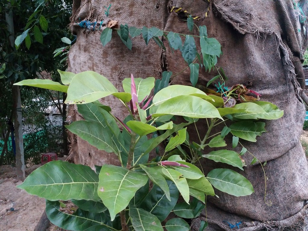 can-canh-ba-cay-da-khung-xum-xue-la-canh-sau-thoi-gian-dai-nam-bat-dong-o-hue
