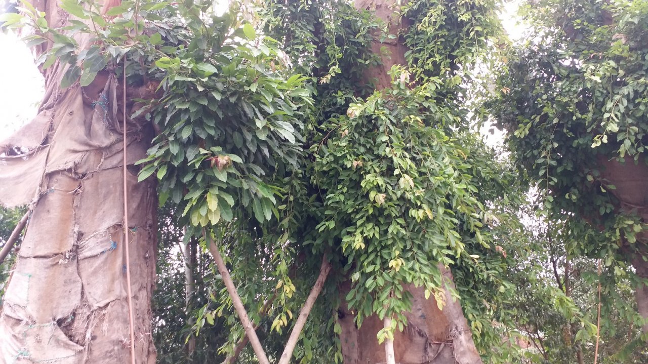 can-canh-ba-cay-da-khung-xum-xue-la-canh-sau-thoi-gian-dai-nam-bat-dong-o-hue